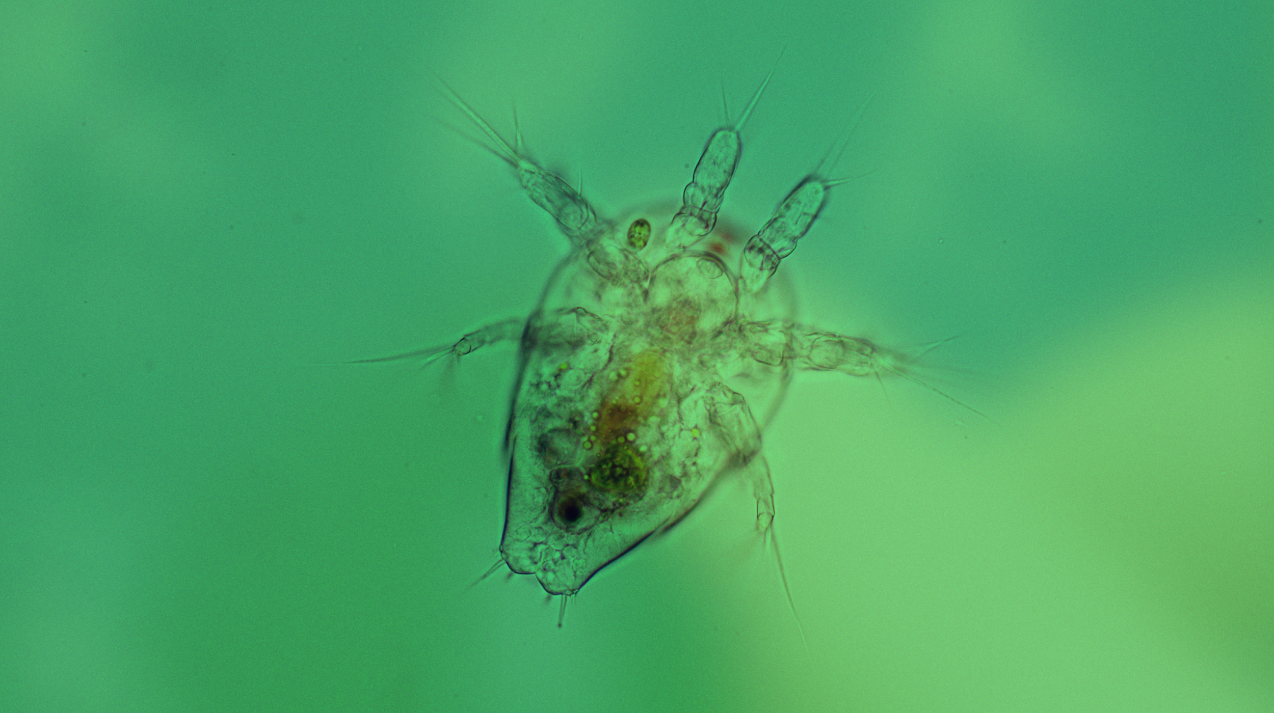 a close up of a fish under water.